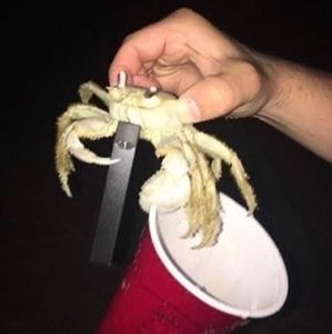 Meet your Posher, Samuel